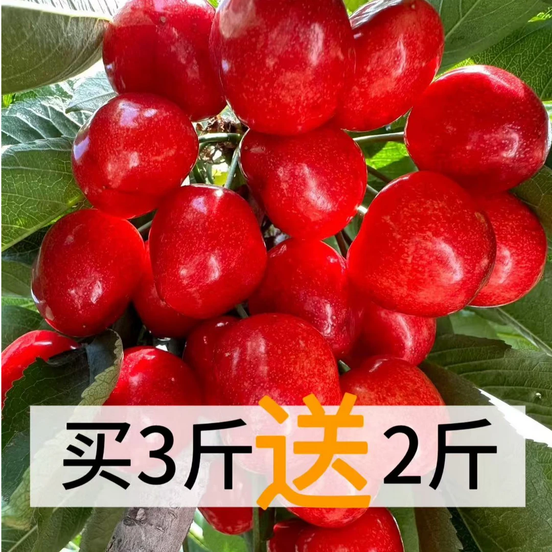 露天沙蜜【买3斤送2斤】大连樱桃 【5斤装】顺丰空运现摘现发1-5J