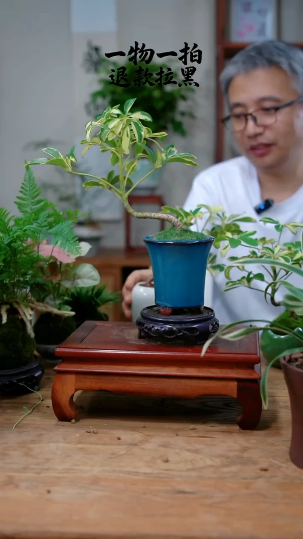 完全开放九****3鸭脚木508