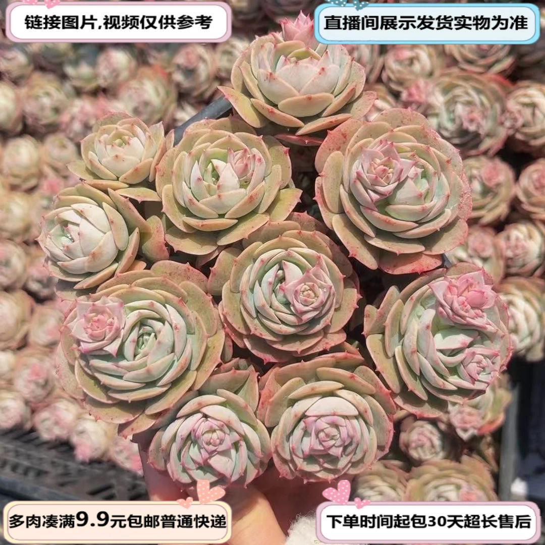 克罗地亚玫瑰  散装 满19.9包邮 云南基地源头直发新手好养