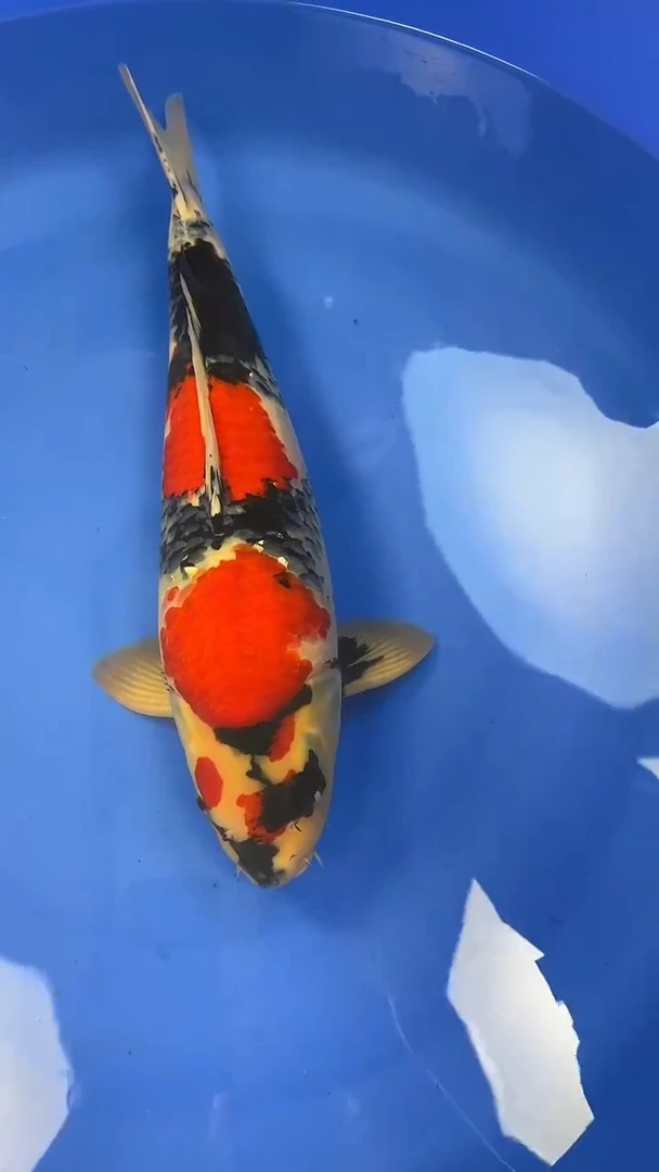 锦鲤大日养鲤场 昭和三色