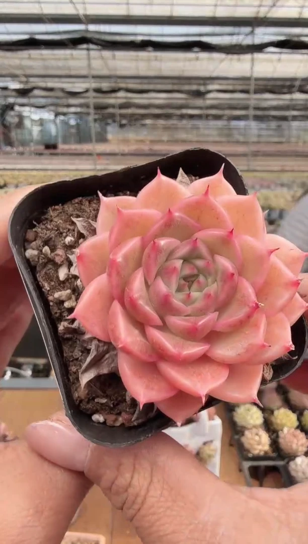 东云多肉园新款-288