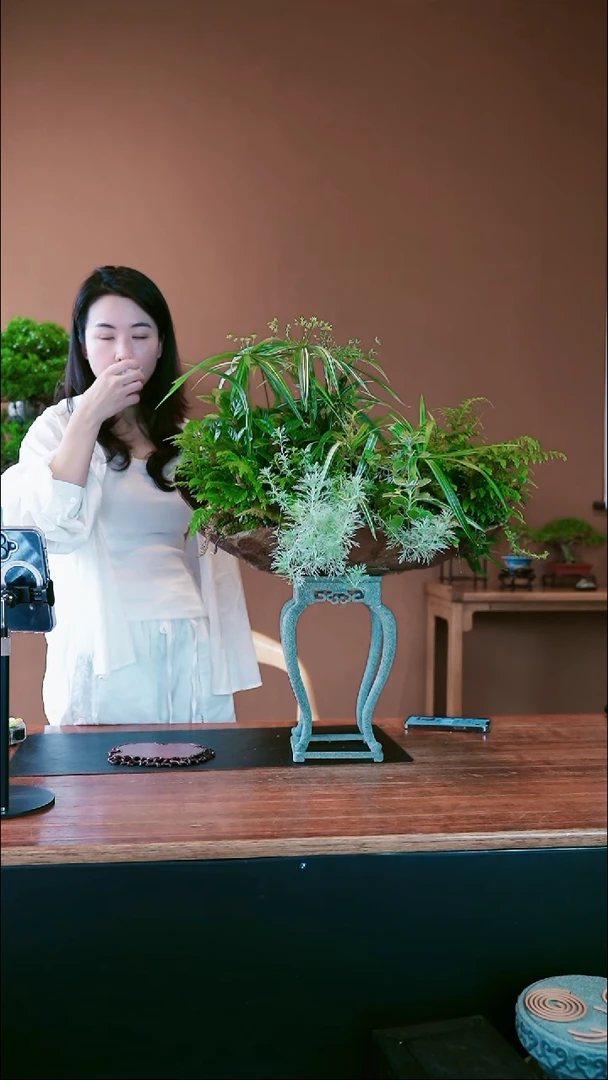 无花朵山野草盆景盆景盆景