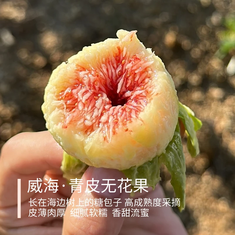 青皮无花果 威海青皮秋果  8.5成熟以上发货 氮气锁鲜包装顺丰4盒