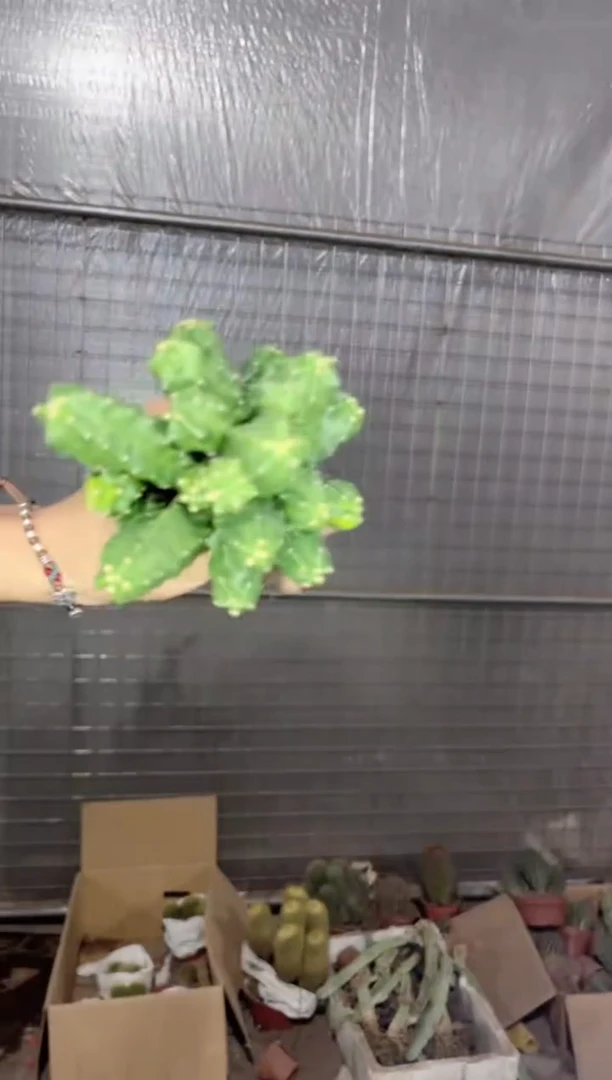 多头 桃太郎【带根】