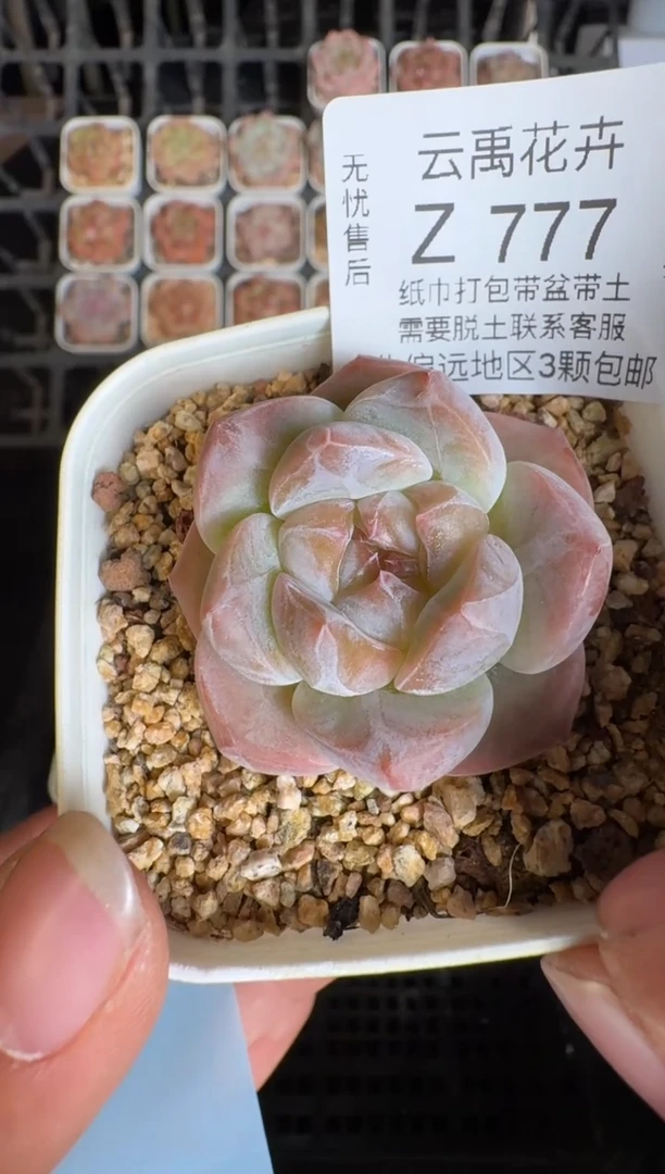 777Z 珍妮多肉(6.5cm杯）一物一拍 带盆土发