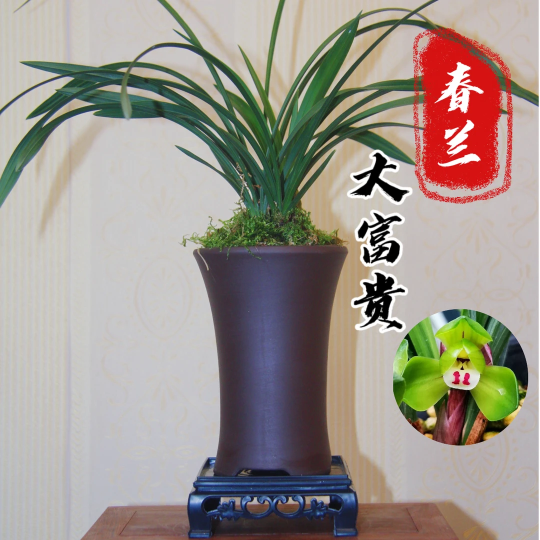 春兰大富贵老种苗带花苞经典荷瓣王浓香型兰花好养易活