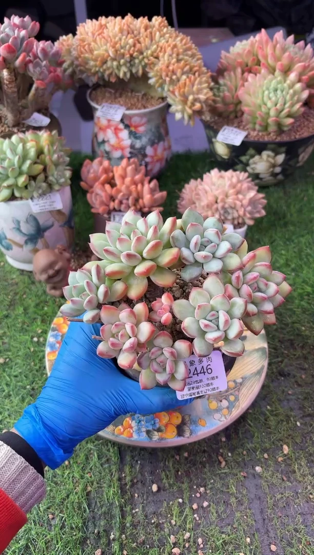 昆明印象多肉2446