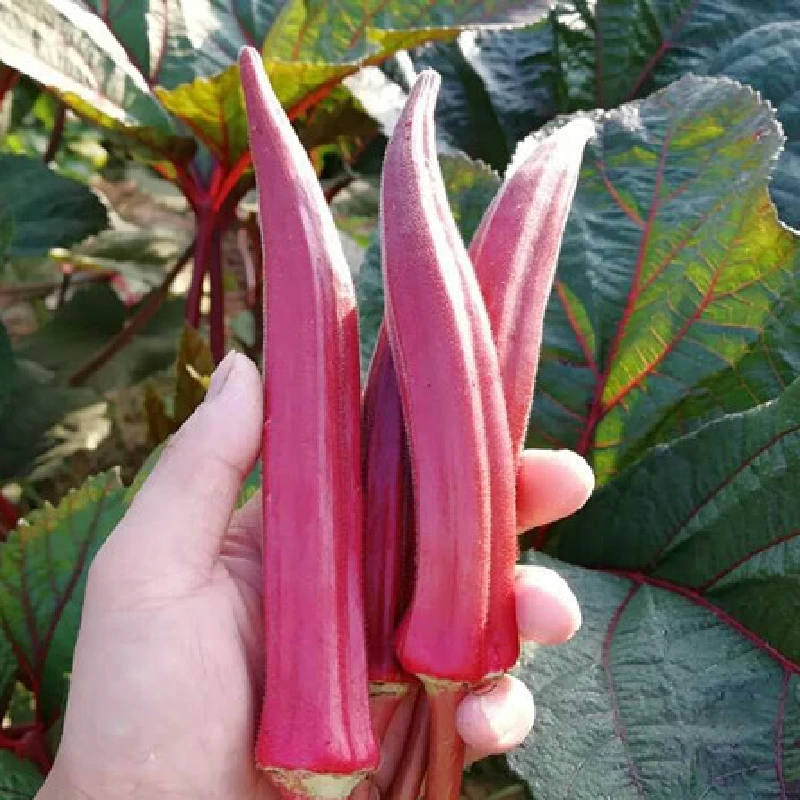 【秋葵种子】黄秋葵红秋葵种子生吃不易老四季播种