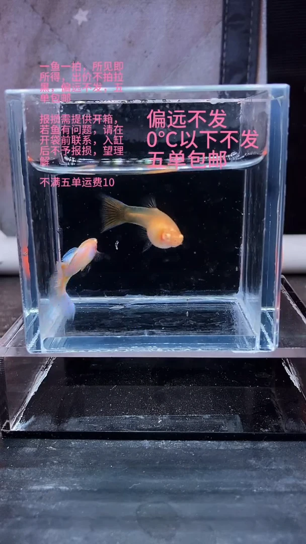 孔雀鱼孔雀鱼 08