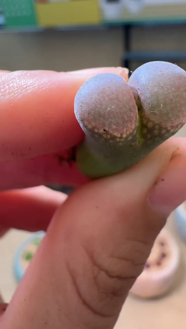 5-31多肉植物肉锥