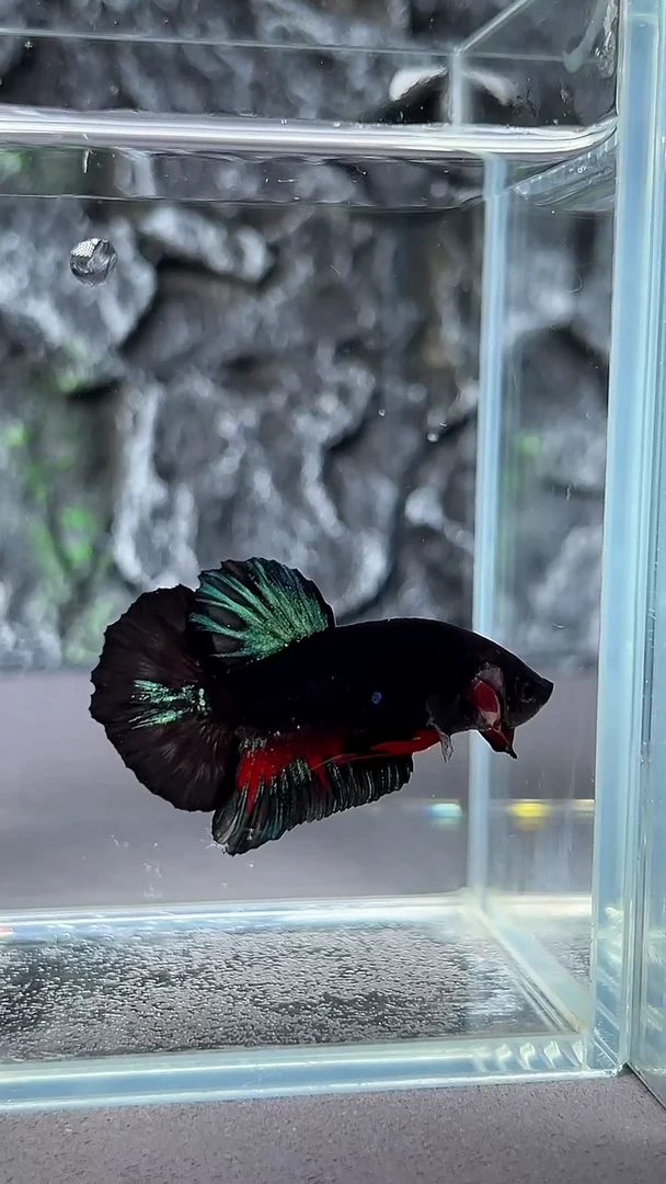 斗鱼竞拍链接A027