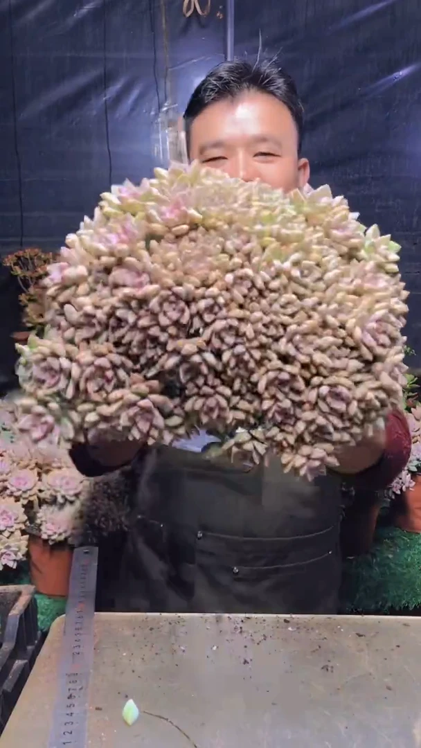 138淡雪缀化一物一拍