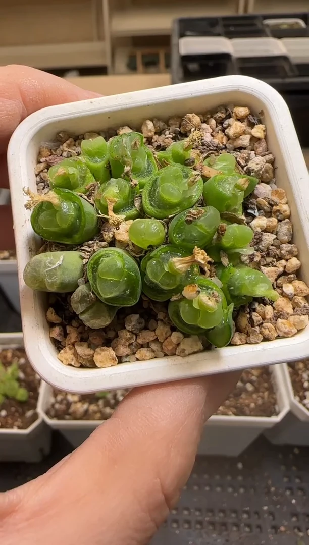 【闪购商品】13-367