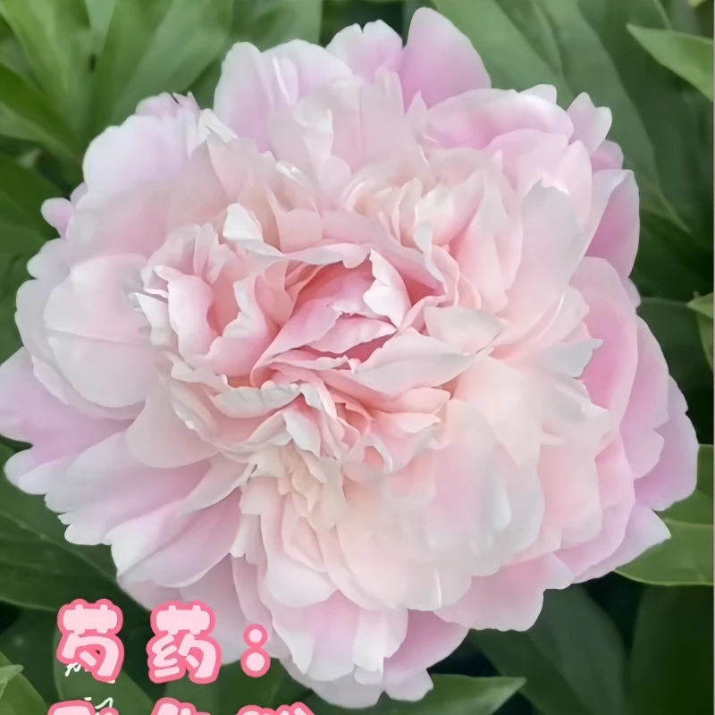 种生粉芍药 菏泽牡丹芍药 重瓣芍药