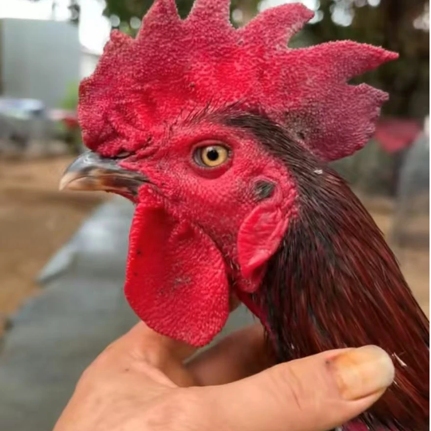 原种斗鸡种蛋赛事专用吸水食材擦拭