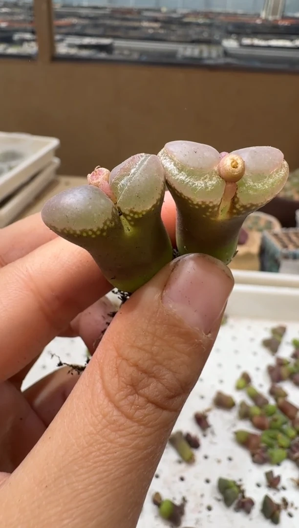 多肉植物肉锥4-47