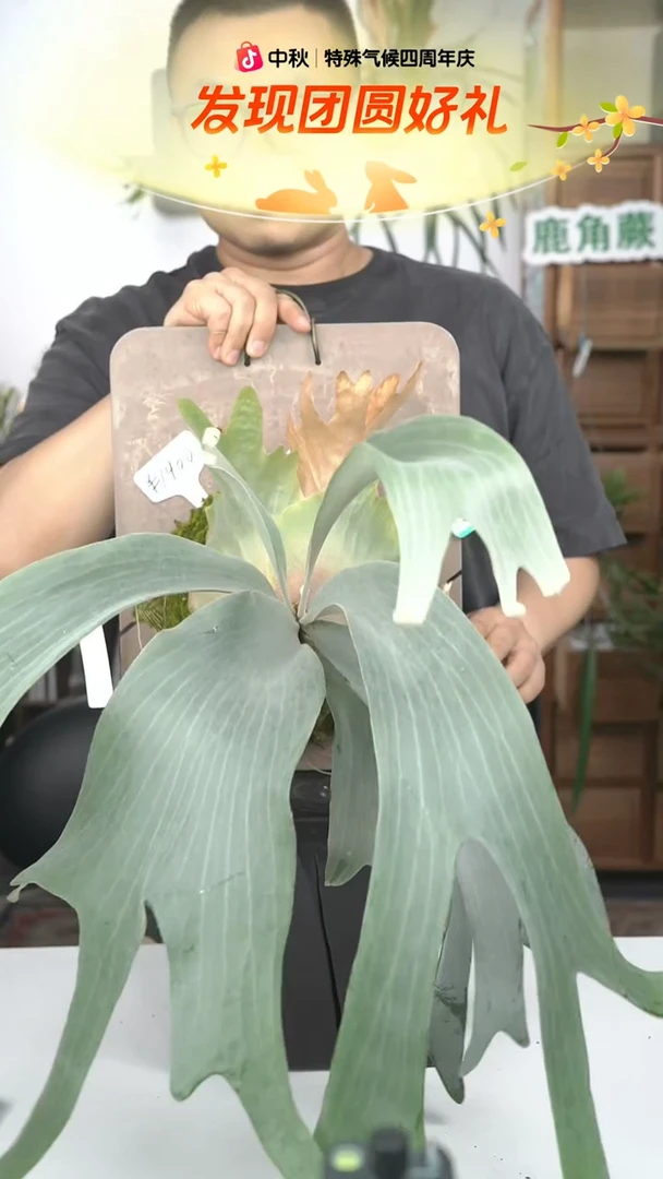 不开花植物B004-香草冰激凌