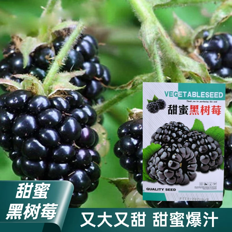 甜蜜黑树莓种子桑树种子果桑桑葚桑枣树种子桑枣籽黑树莓种子