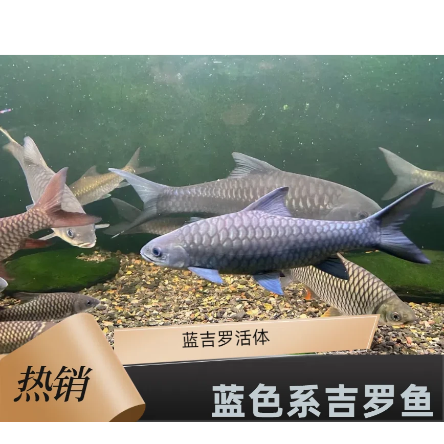异口蓝吉罗蓝吉罗鱼观赏鱼包野保真活体（需要有开箱视频才包售后）