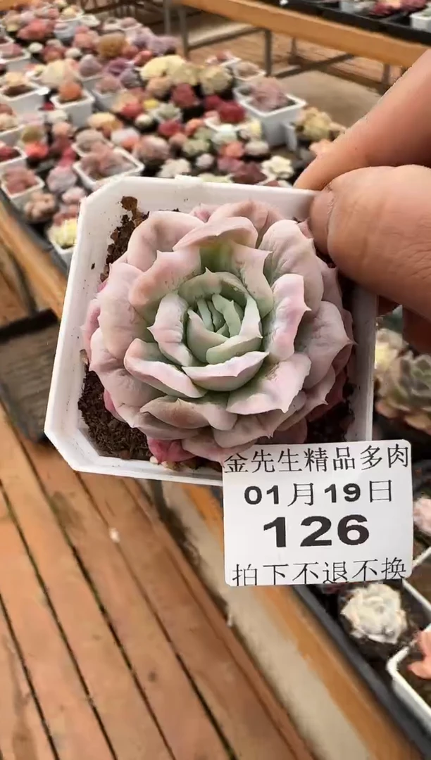 【闪购商品】0119-126泡泡纱裙70#