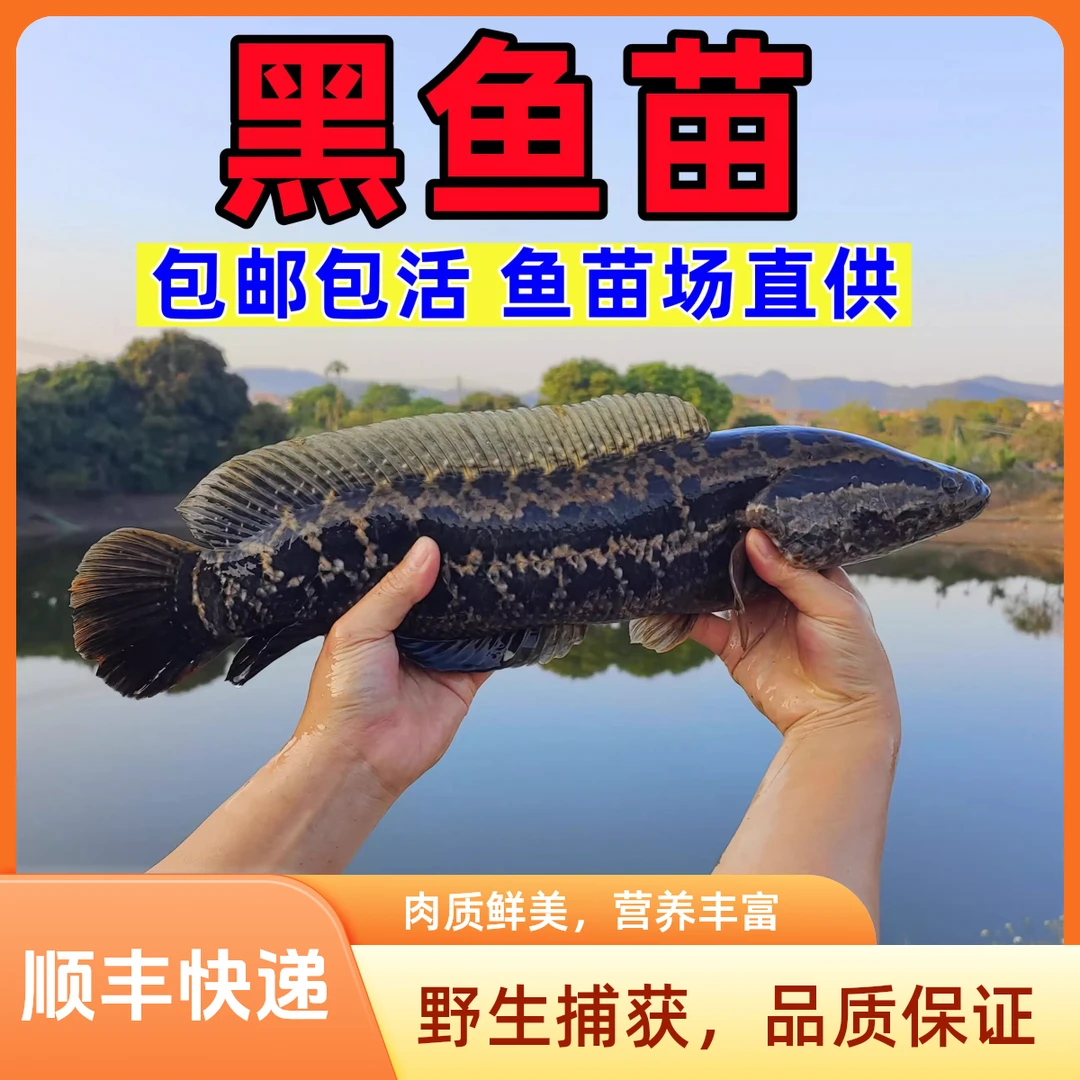 【保障正品】黑鱼活体淡水养殖乌鱼生鱼财鱼鱼苗杂交黑鱼苗观赏鱼
