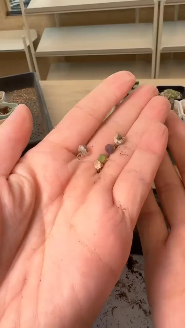 24-207多肉植物肉锥