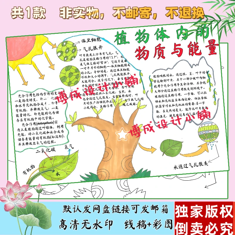 46-6手绘植物体内的物质与能量手抄报线稿人教版七下第二章生物画
