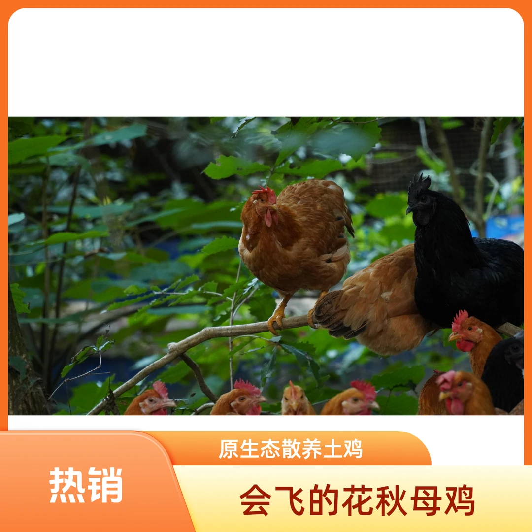 花秋母鸡/贵州海拔1200米大山生态散养
