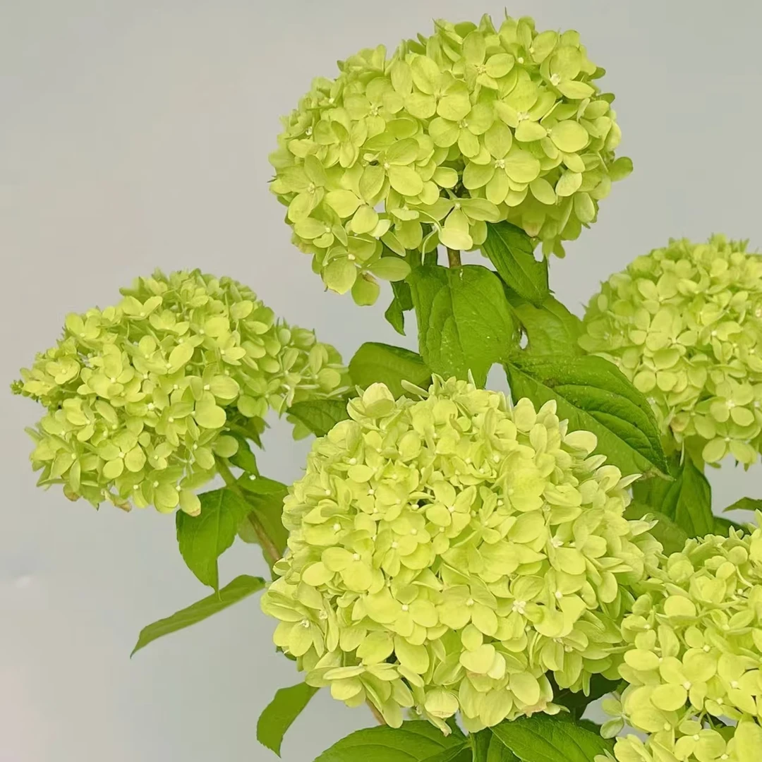 活力青柠绣球 小3加仑[该品种卷叶]（张）绿色后期会变白 花苞发货