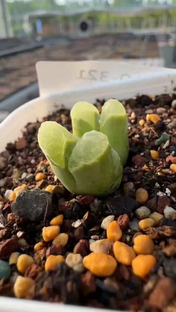 美丽的肉石头10-321