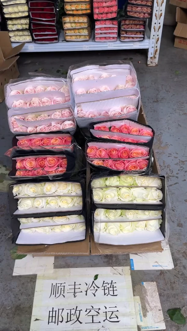 白雪山20枝+粉红20枝+朱小姐20枝