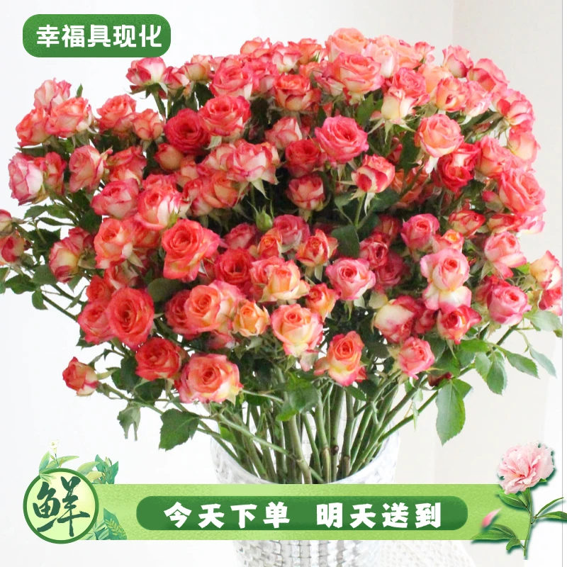 【明日必达】爱丽丝多头玫瑰5枝-红粉色-生活鲜切花-全场任意俩单京东包邮到家
