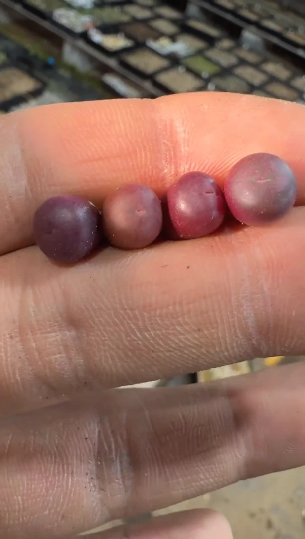 【天津专属】99多肉植物肉锥红小兜一颗