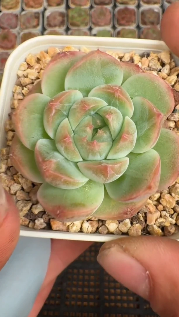 544b 珍妮多肉(6.5cm杯）一物一拍 带盆土发