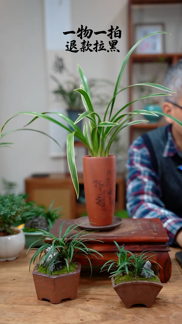 完全开放可****白507兰花