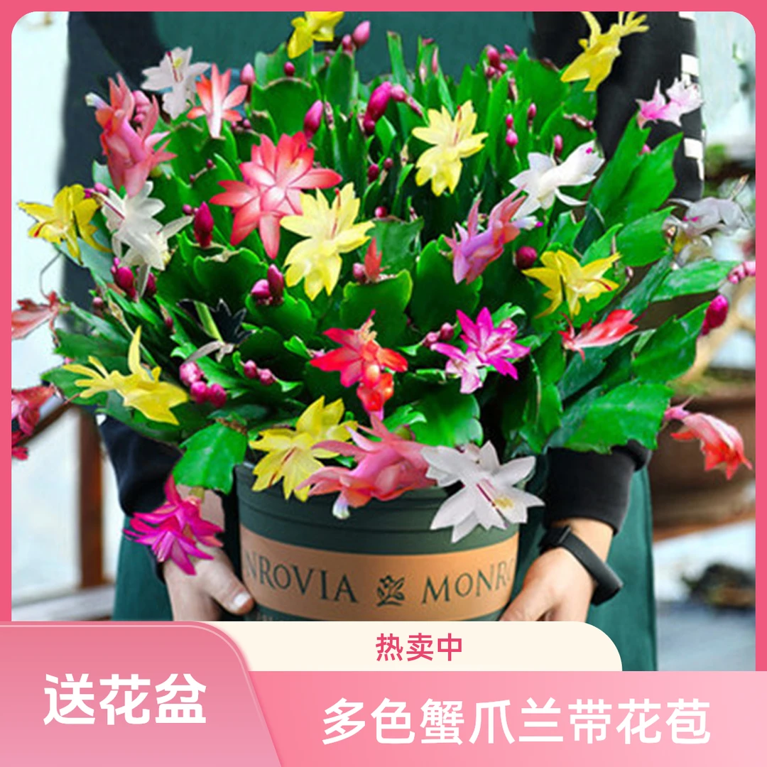 蟹爪兰盆栽多色带花苞好养四季种植物开花多肉花苗花卉嫁接蟹爪莲