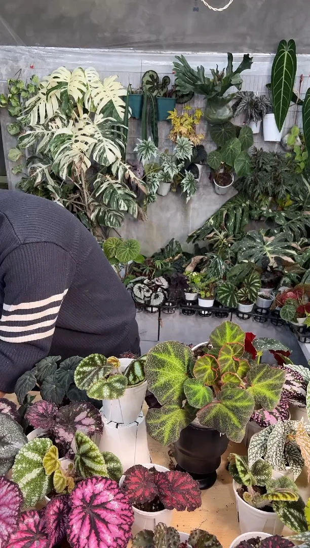 完全开放猫*又6353巴西变色