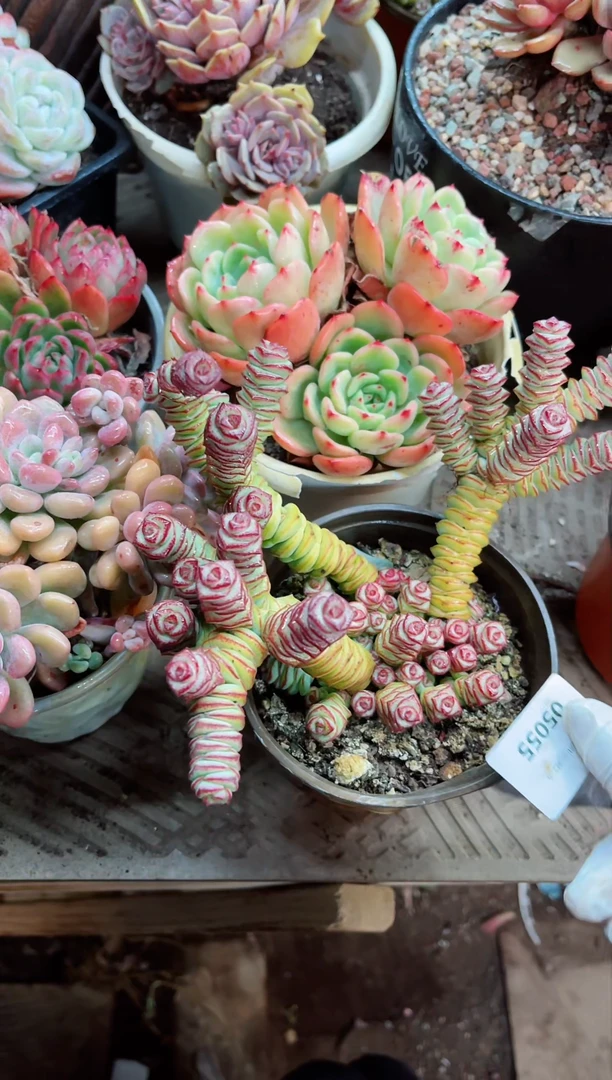 【闪购商品】05055