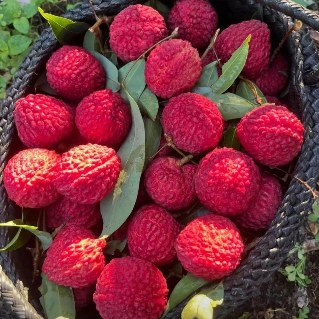 2【陈嬢嬢】海口空运荔枝王 甄选大果 肉厚饱满1-4斤 只发川渝新鲜