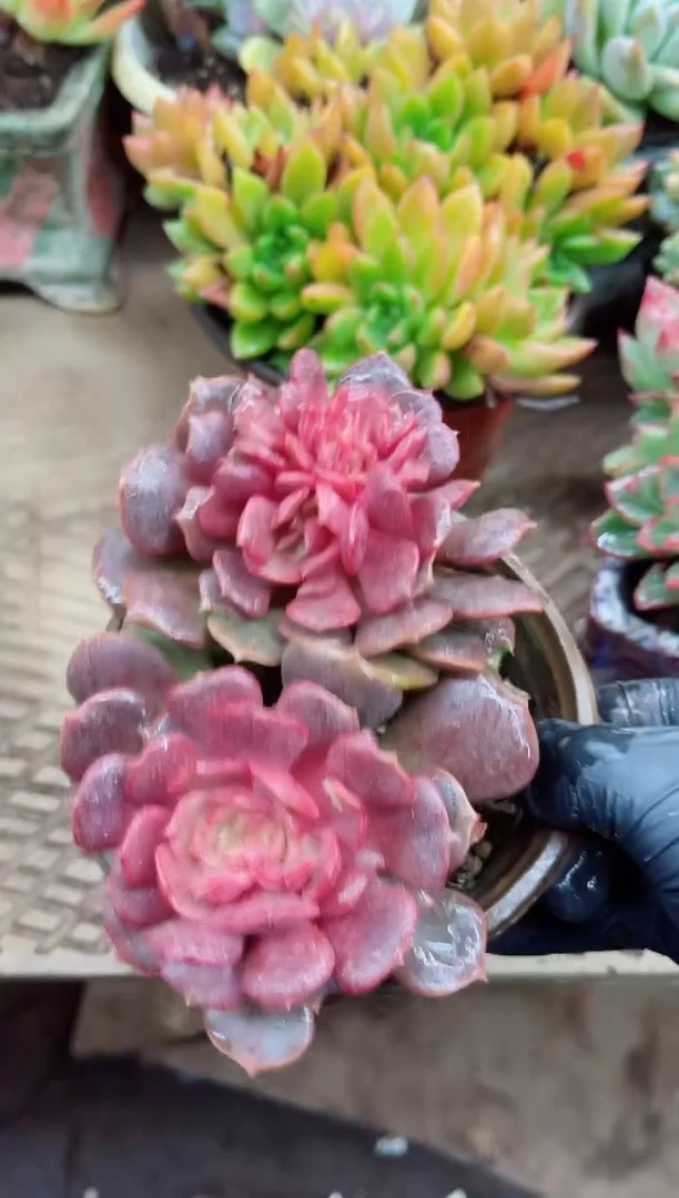 ^****^27011多肉植物一物一拍