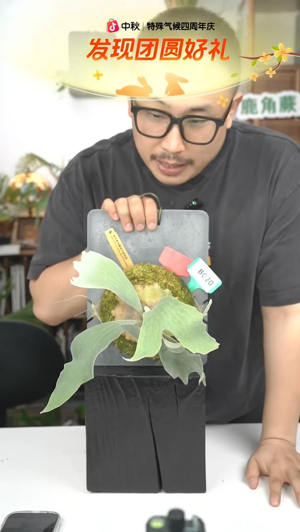 不开花植物B020-银华孢子苗（金标特选）