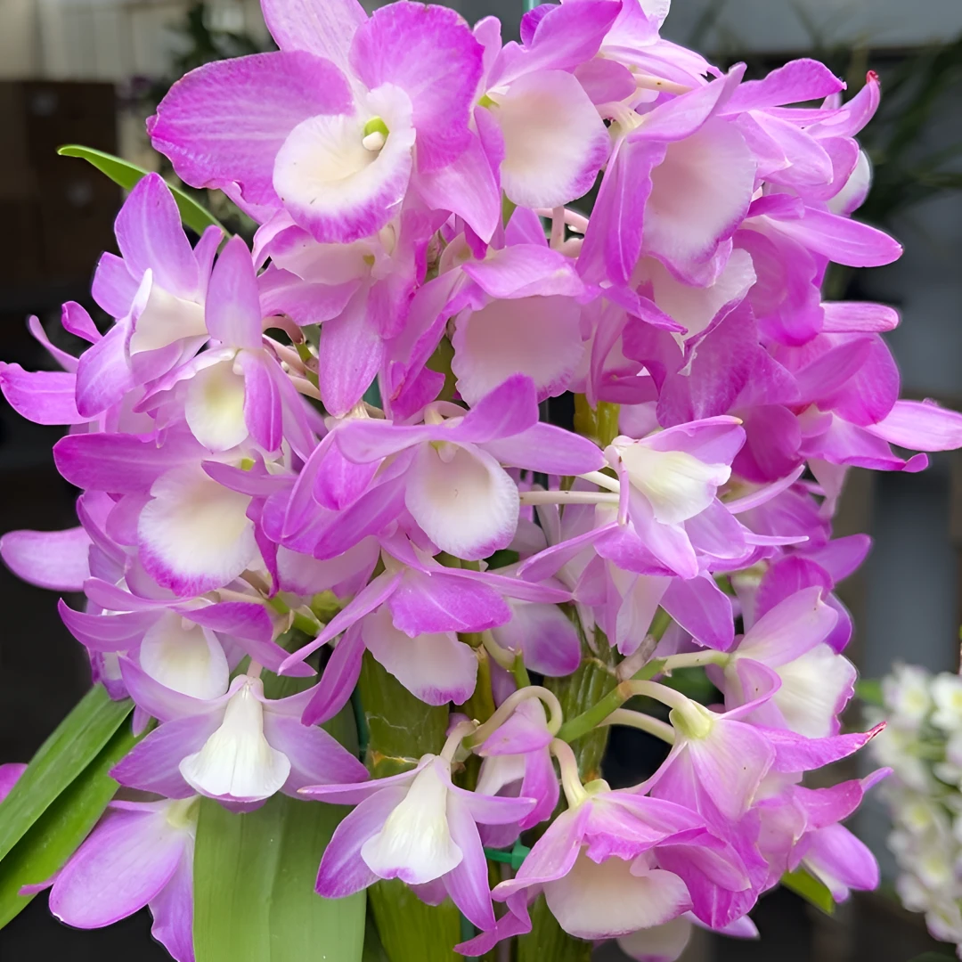 春石斛  桃花女（5寸超大盆 爆苗爆花条） 稀少品种 花朵大花美花香