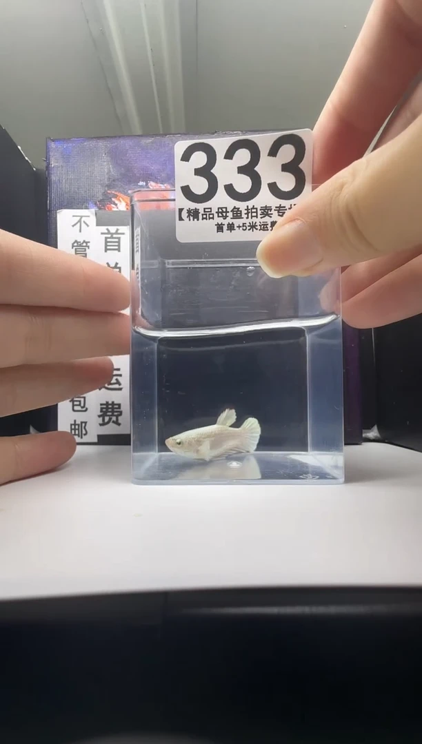 斗鱼母鱼编号：333