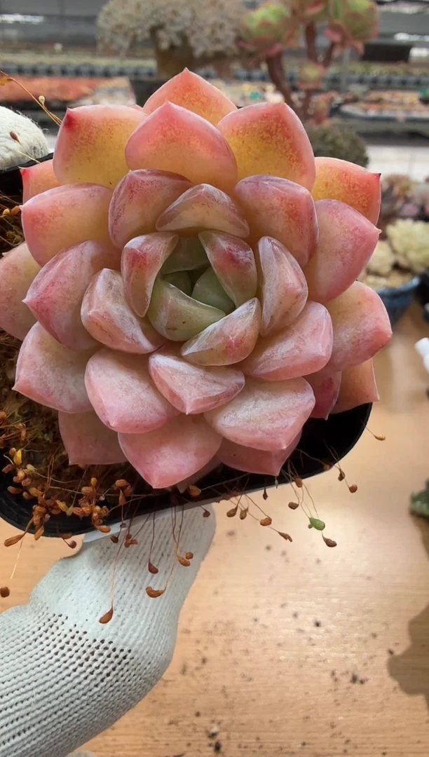 东云多肉园二店-80