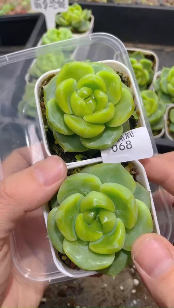 068翡翠珍妮     量拍