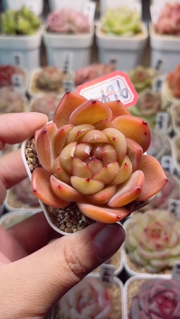 【闪购商品】M696凤荷一物一拍