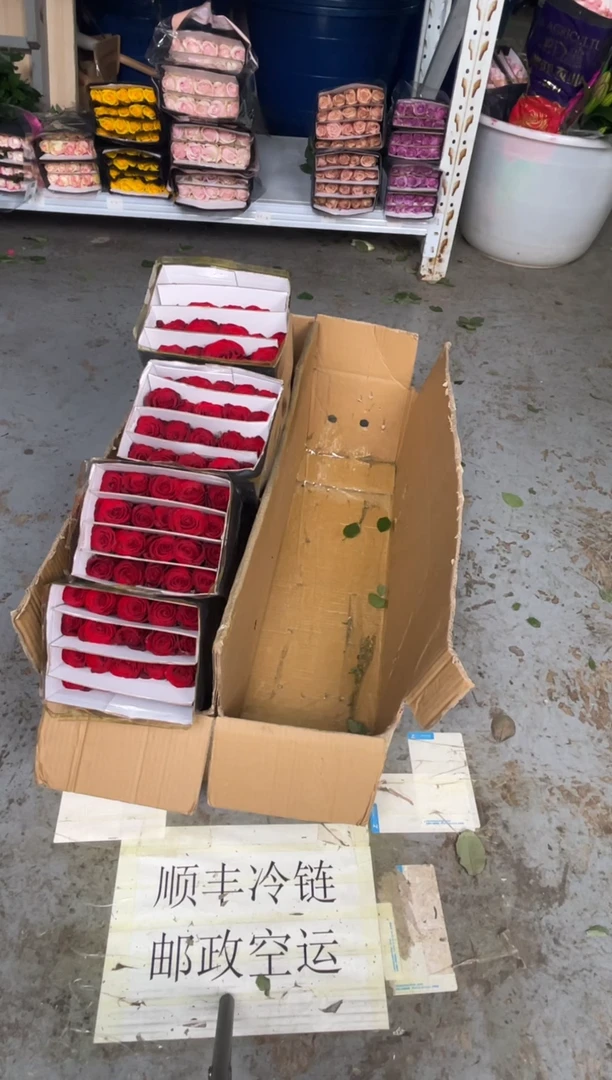 短腿高原红80枝 （45厘米左右）