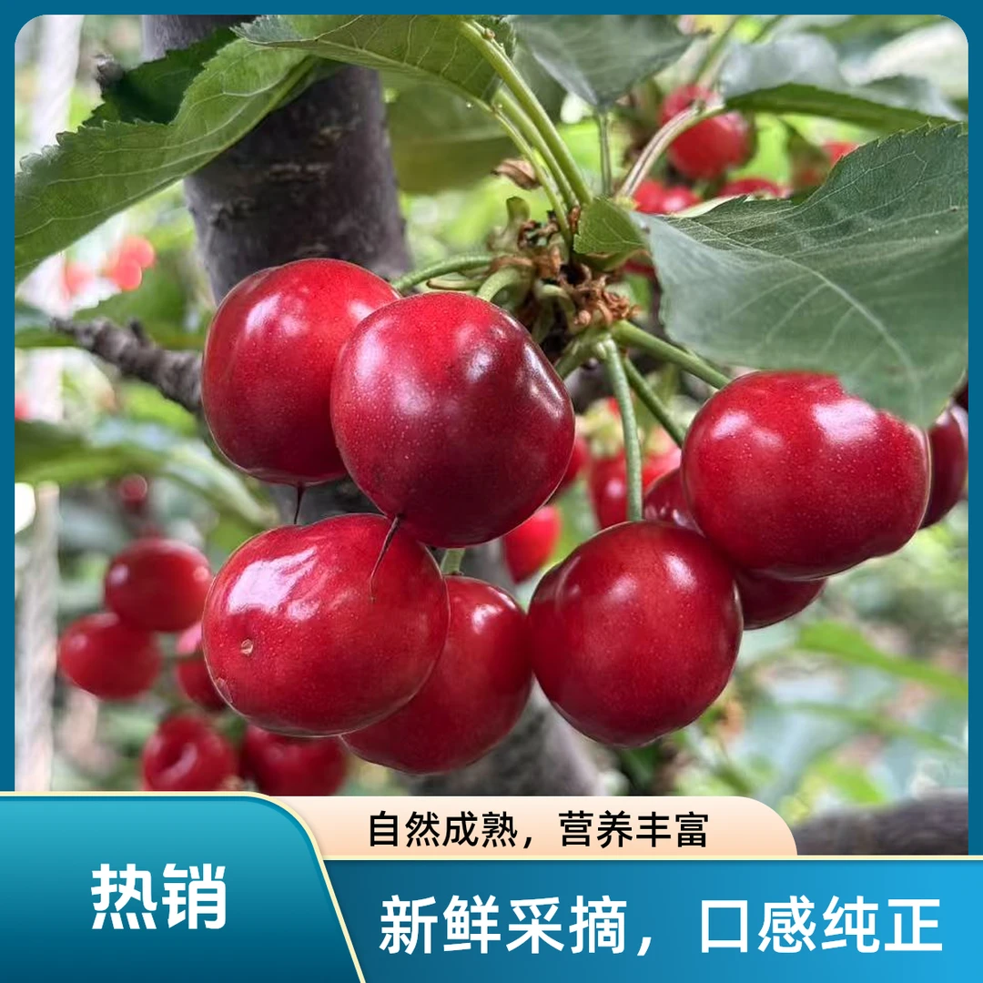 山东大樱桃先锋顺丰空运酸甜5斤现摘现发JJ
