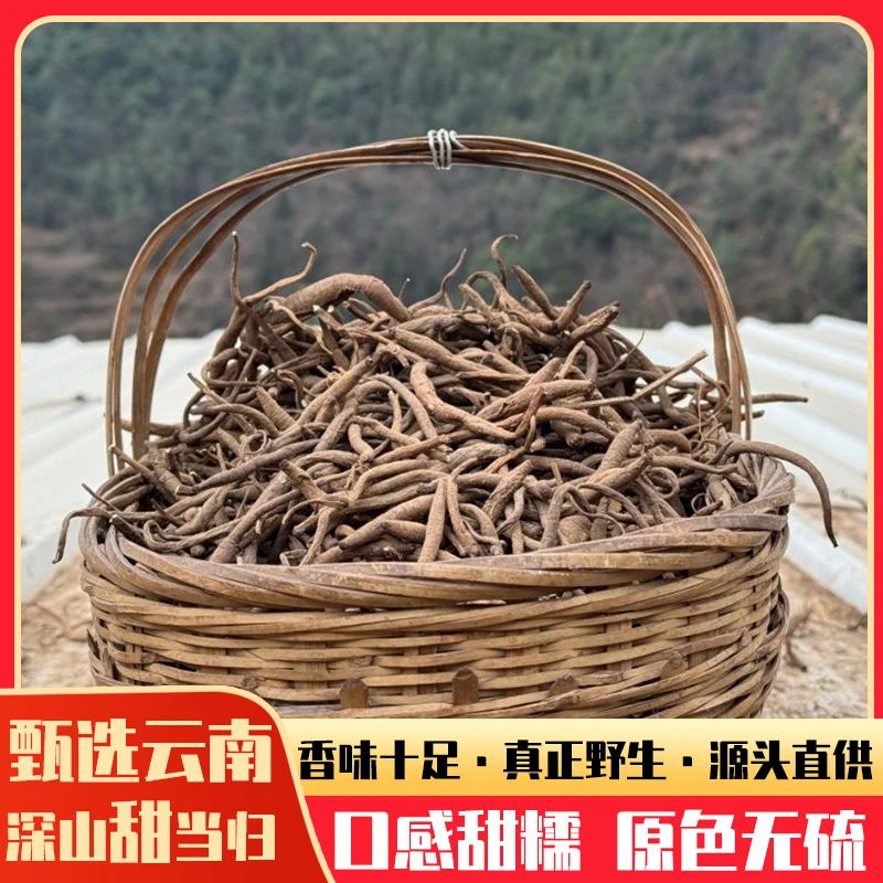 云南高原甜当归肝茶补气血茶当归四逆汤不火不燥藏当归独脚当归