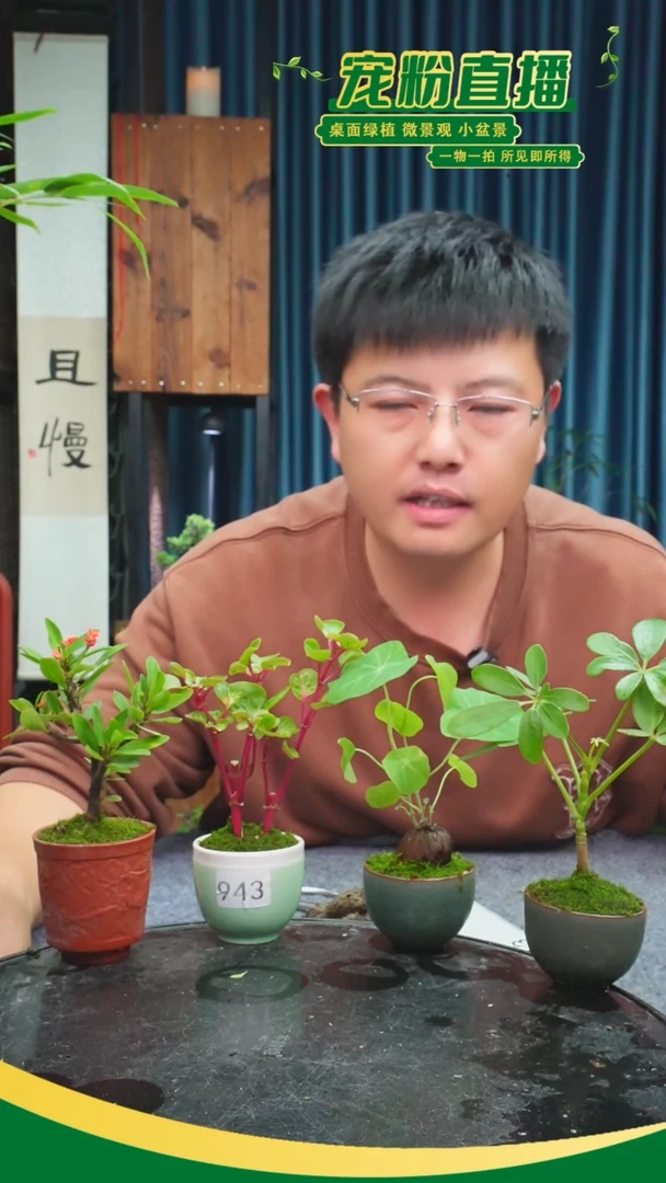 无花朵凛*苔藓微景观943号